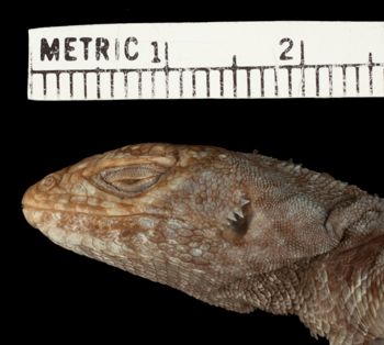 Media type: image;   Herpetology R-22667 Aspect: head lateral
